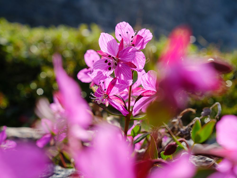 Drygalski Peninsula, icebergs in the Uummannaq Fjord System, northwest Greenland. art print by Martin Zwick for $57.95 CAD