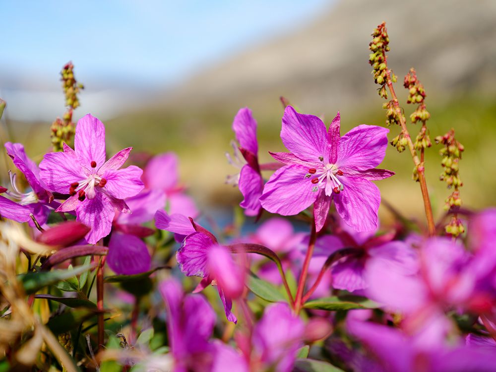 Drygalski Peninsula, icebergs in the Uummannaq Fjord System, northwest Greenland. art print by Martin Zwick for $57.95 CAD