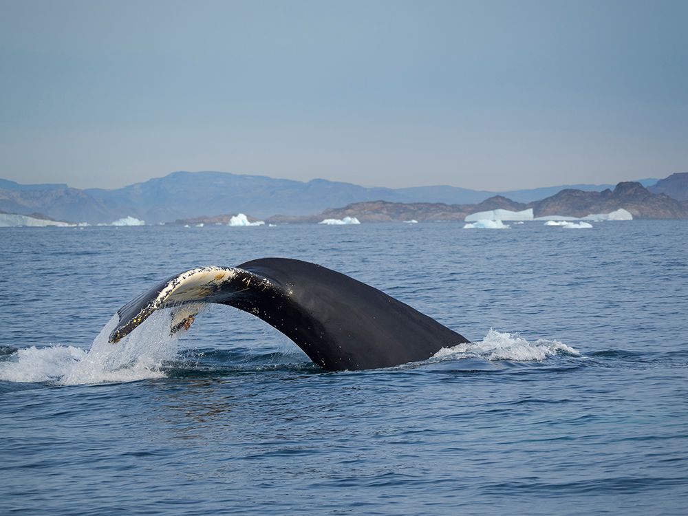 Diving Humpback whale in the Sermilik fjord in East Greenland.. art print by Martin Zwick for $57.95 CAD