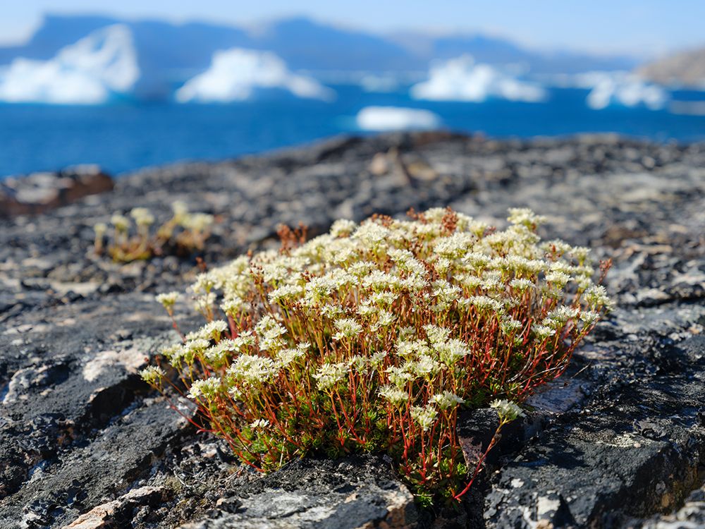Rockfoil in tundra of Itilliarsuup Kangerlua Fjord part of Uummannaq Fjord, northwest of Greenland. art print by Martin Zwick for $57.95 CAD