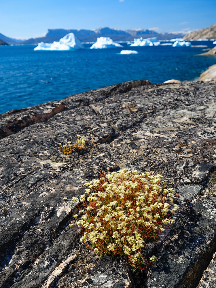 Rockfoil in tundra of Itilliarsuup Kangerlua Fjord part of Uummannaq Fjord, northwest of Greenland. art print by Martin Zwick for $57.95 CAD