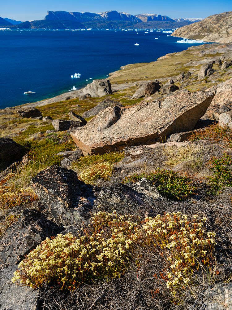 Rockfoil in tundra of Itilliarsuup Kangerlua Fjord part of Uummannaq Fjord, northwest of Greenland. art print by Martin Zwick for $57.95 CAD