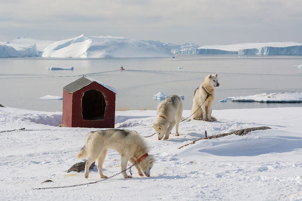 Greenland dogs-a breed of husky-with Disko Bay in the background Ilulissat-Greenland art print by Sergio Pitamitz for $57.95 CAD