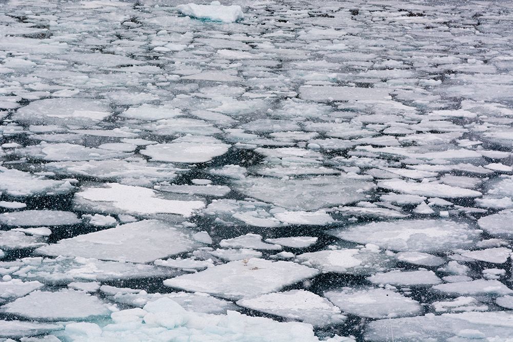 Pack ice in Disko Bay during a snow storm Ilulissat-Greenland art print by Sergio Pitamitz for $57.95 CAD