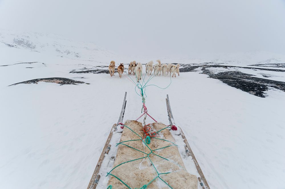 Greenland dogs pulling a dog sled Ilulissat-Greenland art print by Sergio Pitamitz for $57.95 CAD