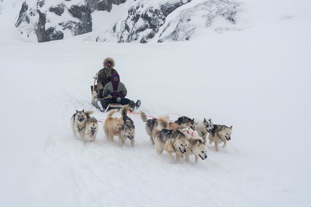 A dog sled during a snow storm Ilulissat-Greenland art print by Sergio Pitamitz for $57.95 CAD
