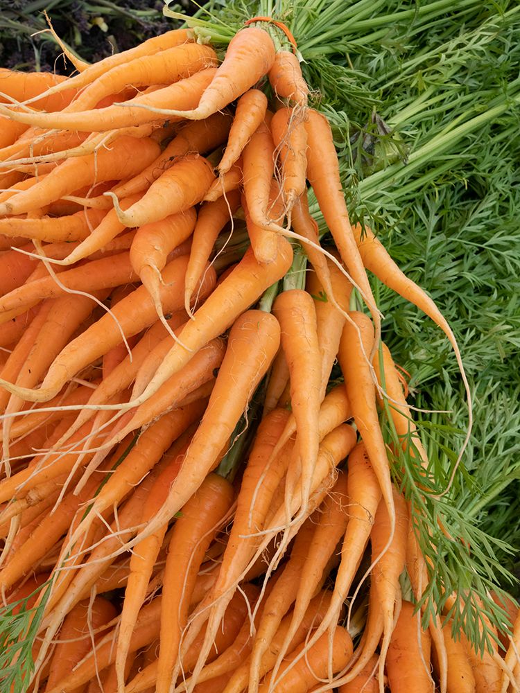 Still-life of young carrots. art print by Merrill Images for $57.95 CAD