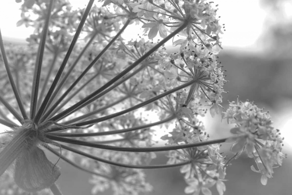 Alaska, Glacier Bay Cow parsnip in Bartlett Cove art print by Don Paulson for $57.95 CAD