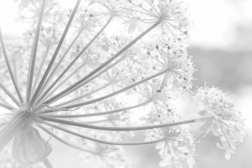Alaska, Glacier Bay Cow parsnip in Bartlett Cove art print by Don Paulson for $57.95 CAD