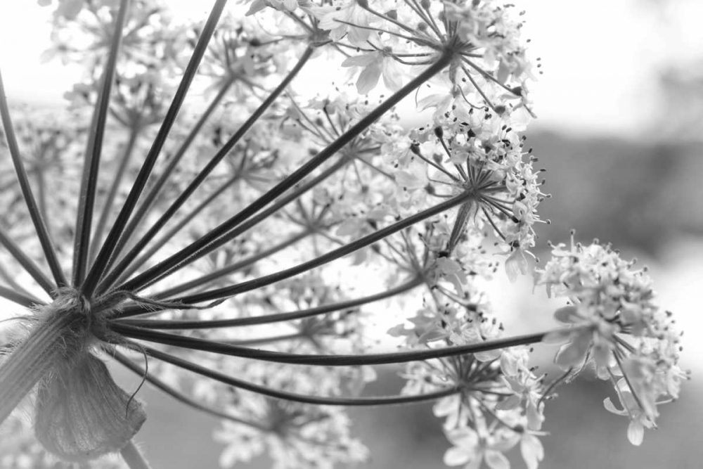 Alaska, Glacier Bay Cow parsnip in Bartlett Cove art print by Don Paulson for $57.95 CAD