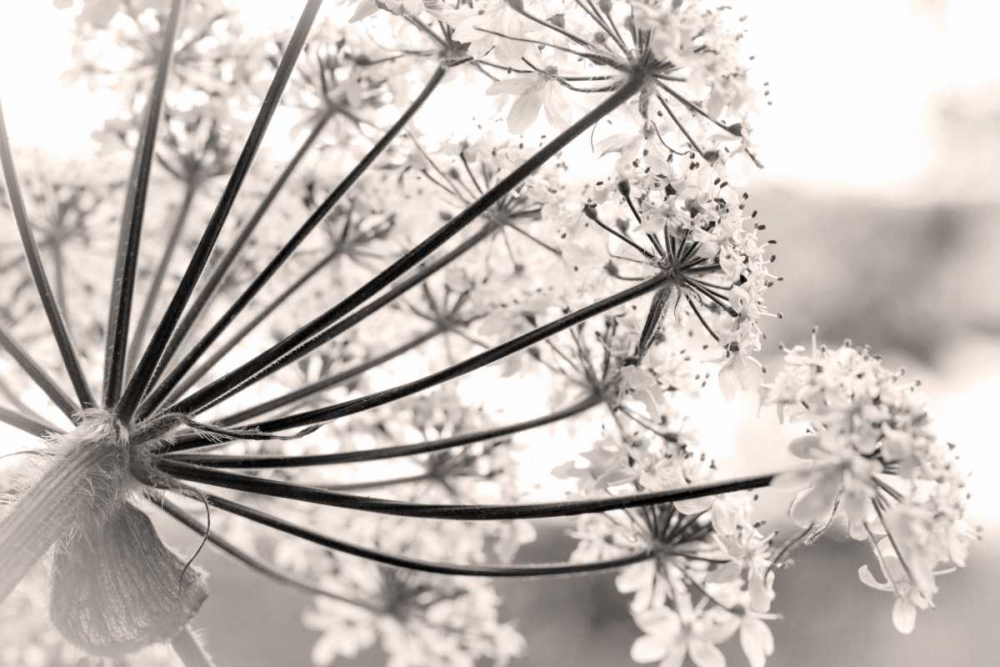 Alaska, Glacier Bay Cow parsnip in Bartlett Cove art print by Don Paulson for $57.95 CAD