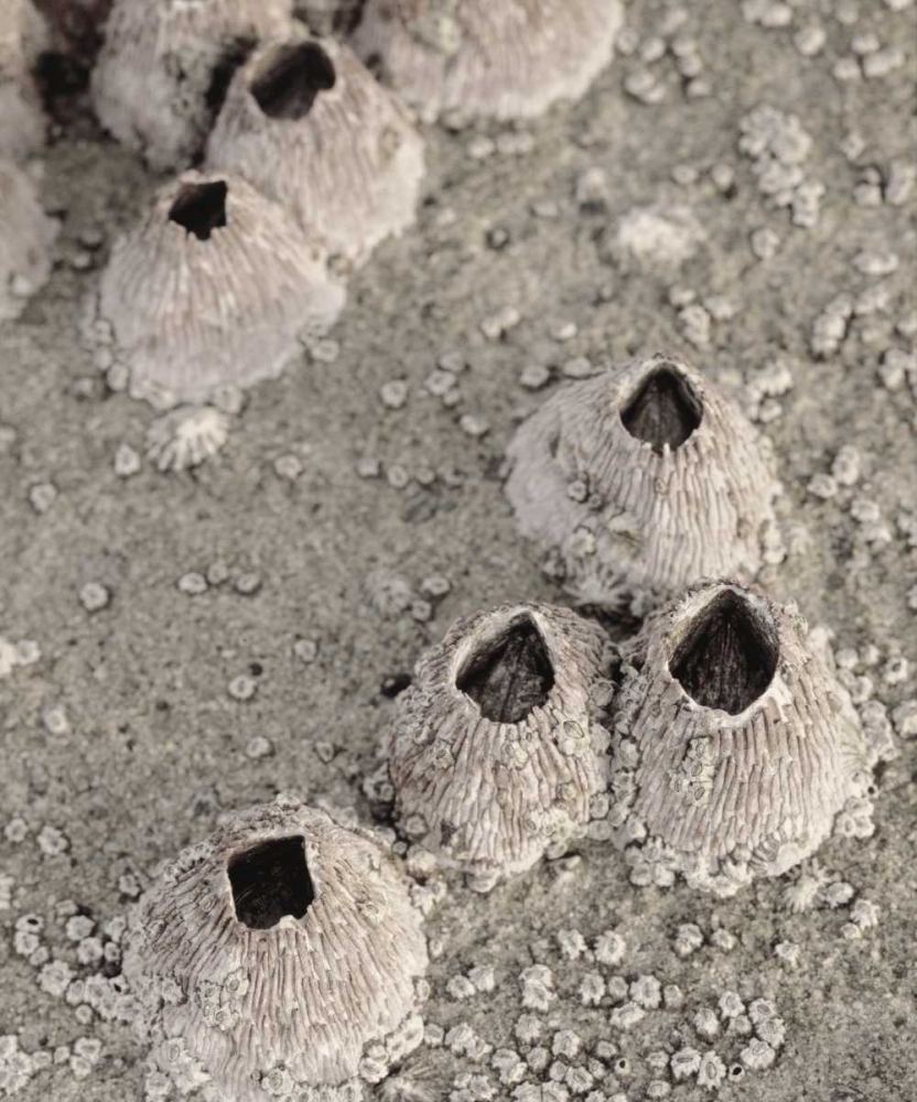 CA, San Diego, Barnacles in tide pools art print by Christopher Talbot Frank for $57.95 CAD