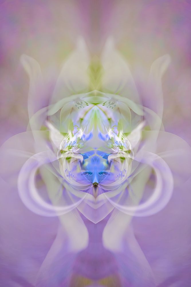 Star of Bethlehem and Iris in background art print by Adam Jones for $57.95 CAD