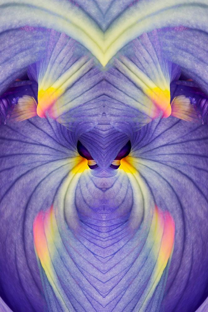 Abstract Iris flowers art print by Adam Jones for $57.95 CAD