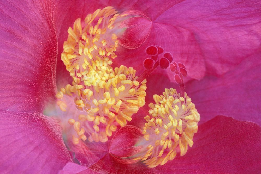Hibiscus Flower art print by Adam Jones for $57.95 CAD