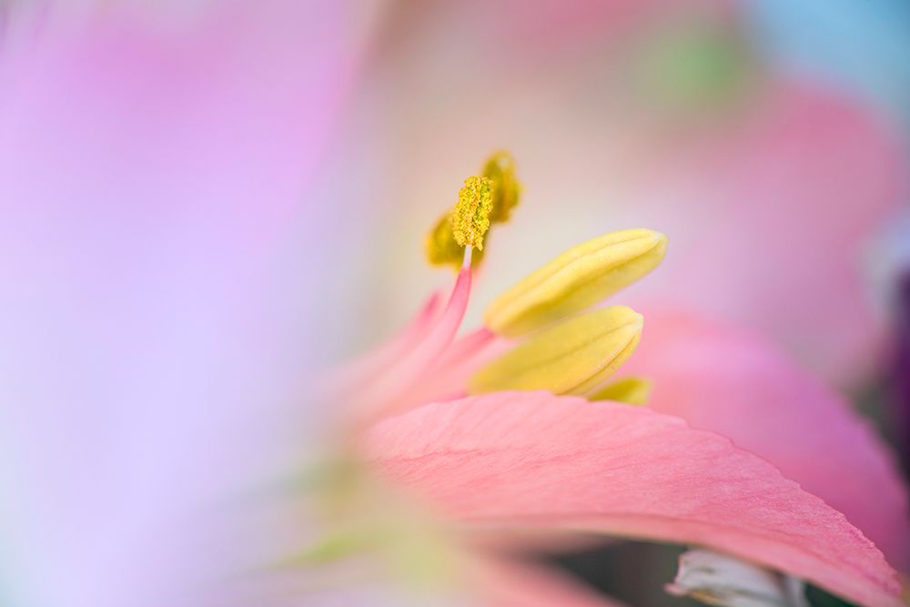 Pink lily flower art print by Adam Jones for $57.95 CAD