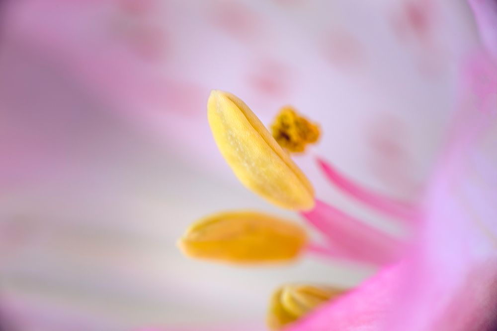 Pink lily flower art print by Adam Jones for $57.95 CAD