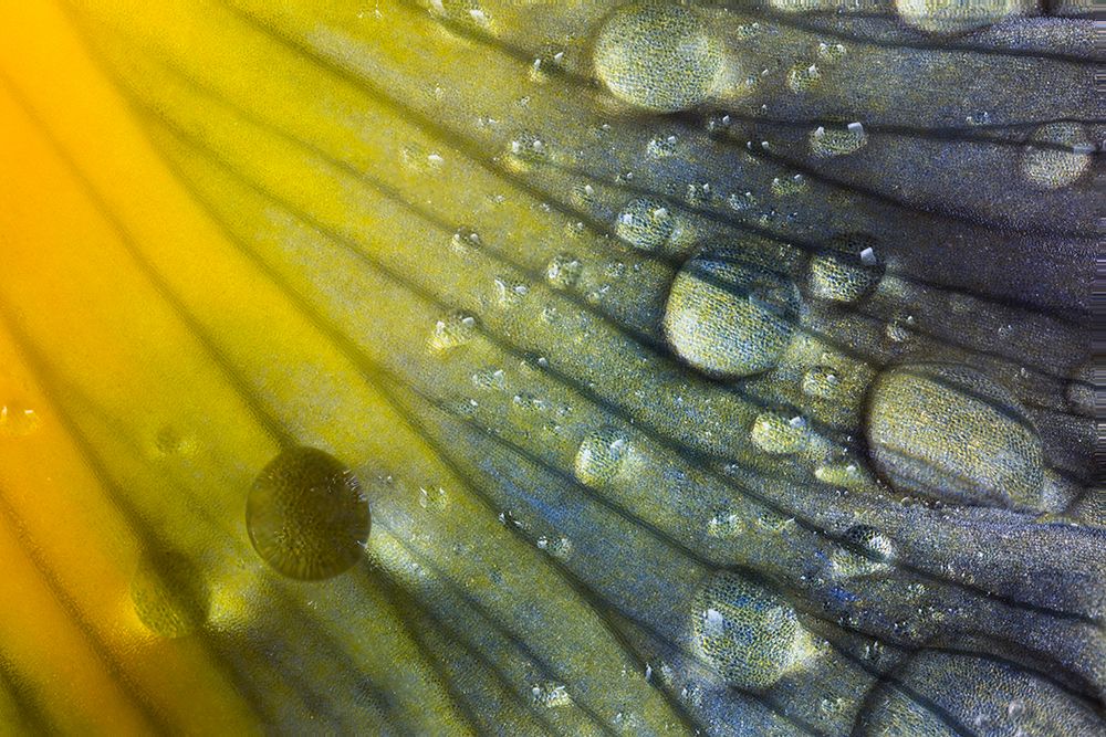 Iris petal with raindrops art print by Adam Jones for $57.95 CAD