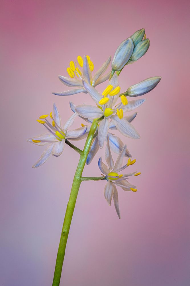 Wild hyacinth or Atlantic camas art print by Adam Jones for $57.95 CAD