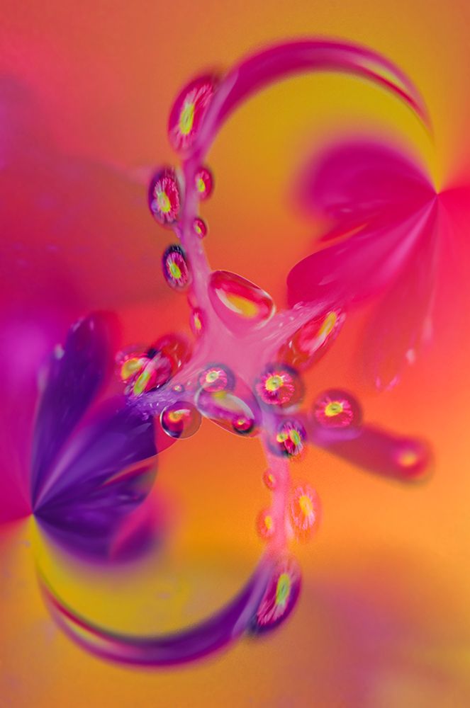 Close-up of flower reflected in waterdrop art print by Adam Jones for $57.95 CAD