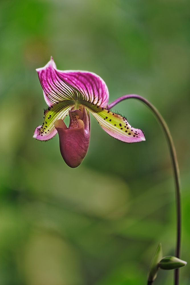 Lady slipper Orchid art print by Adam Jones for $57.95 CAD
