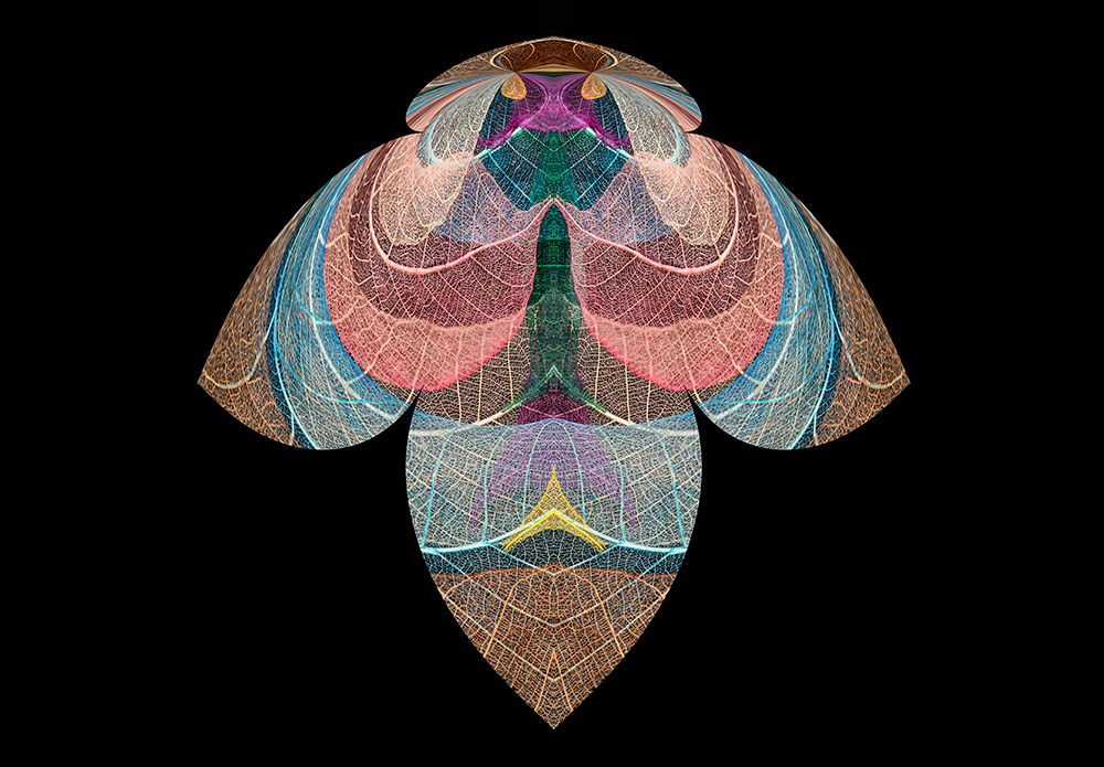 Multi-colored skeleton leaves arranged on black background art print by Adam Jones for $57.95 CAD
