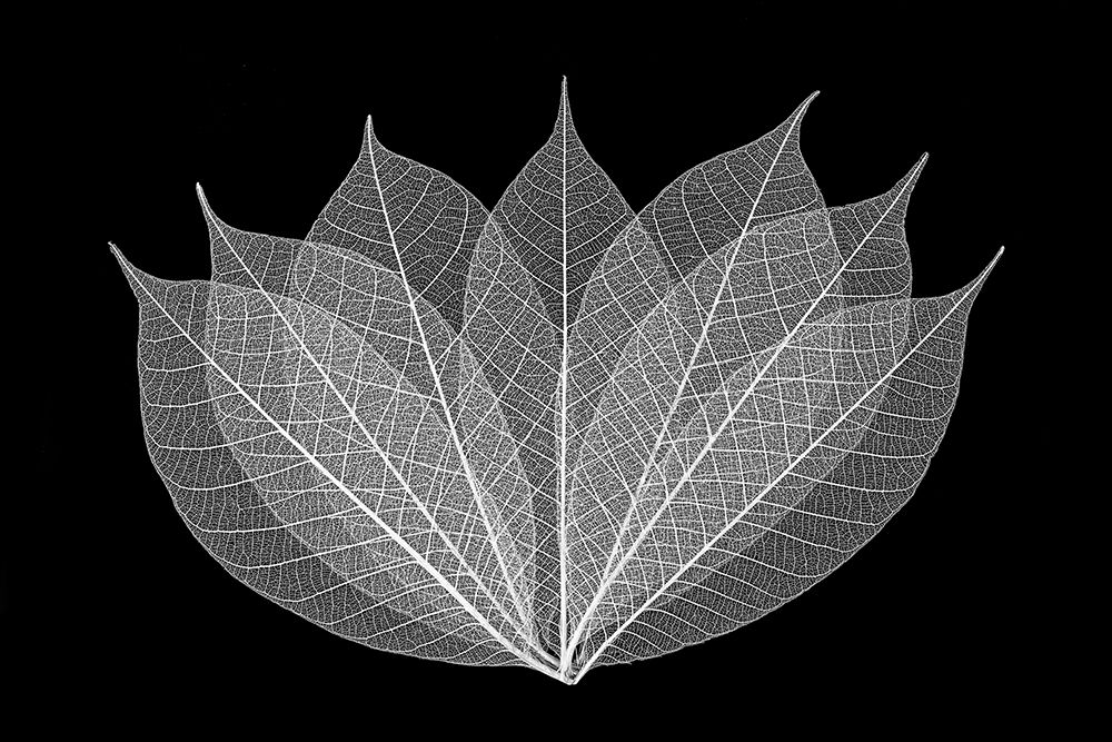 Skeleton leaves in black and white arranged on black background art print by Adam Jones for $57.95 CAD