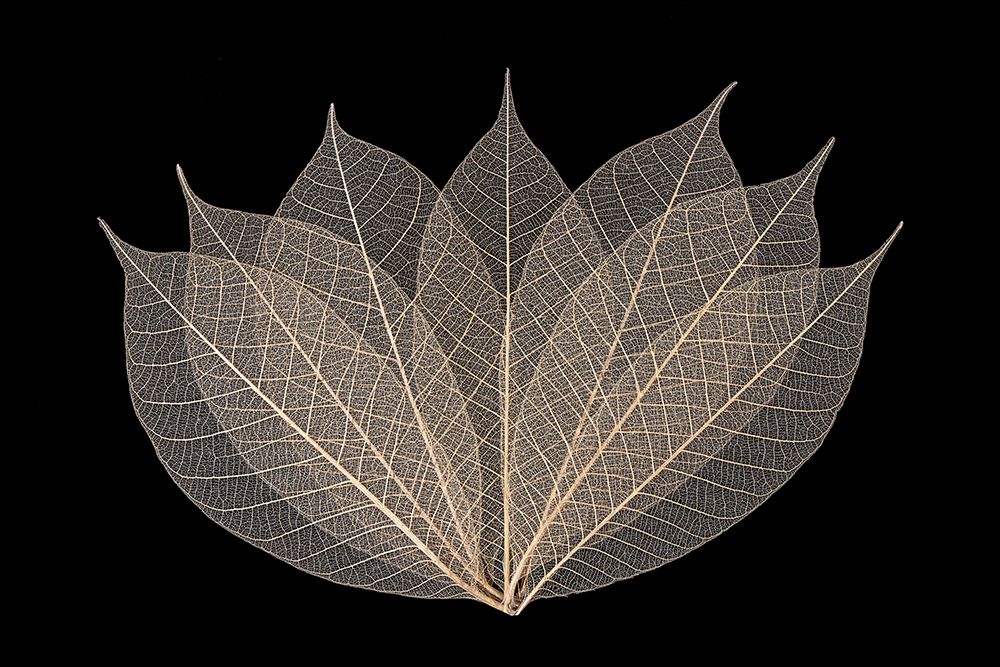 Skeleton leaves arranged on black background art print by Adam Jones for $57.95 CAD