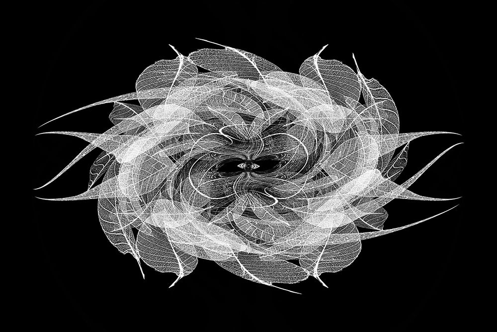 Black and white skeleton leaves arranged on black background art print by Adam Jones for $57.95 CAD