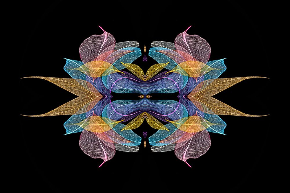 Multi-colored skeleton leaves arranged on black background art print by Adam Jones for $57.95 CAD