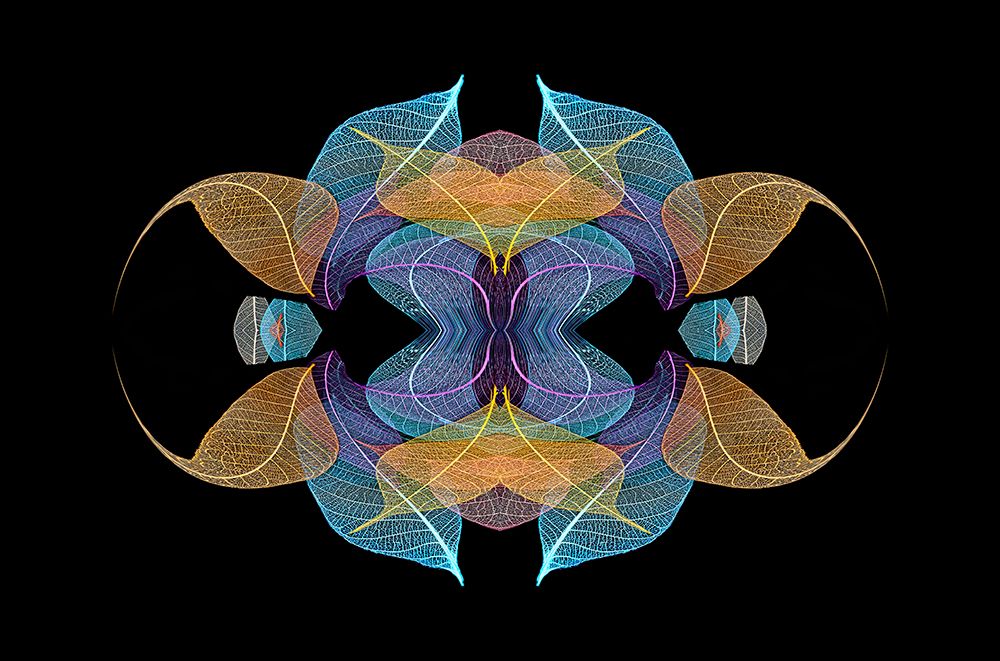 Multi-colored skeleton leaves arranged on black background art print by Adam Jones for $57.95 CAD