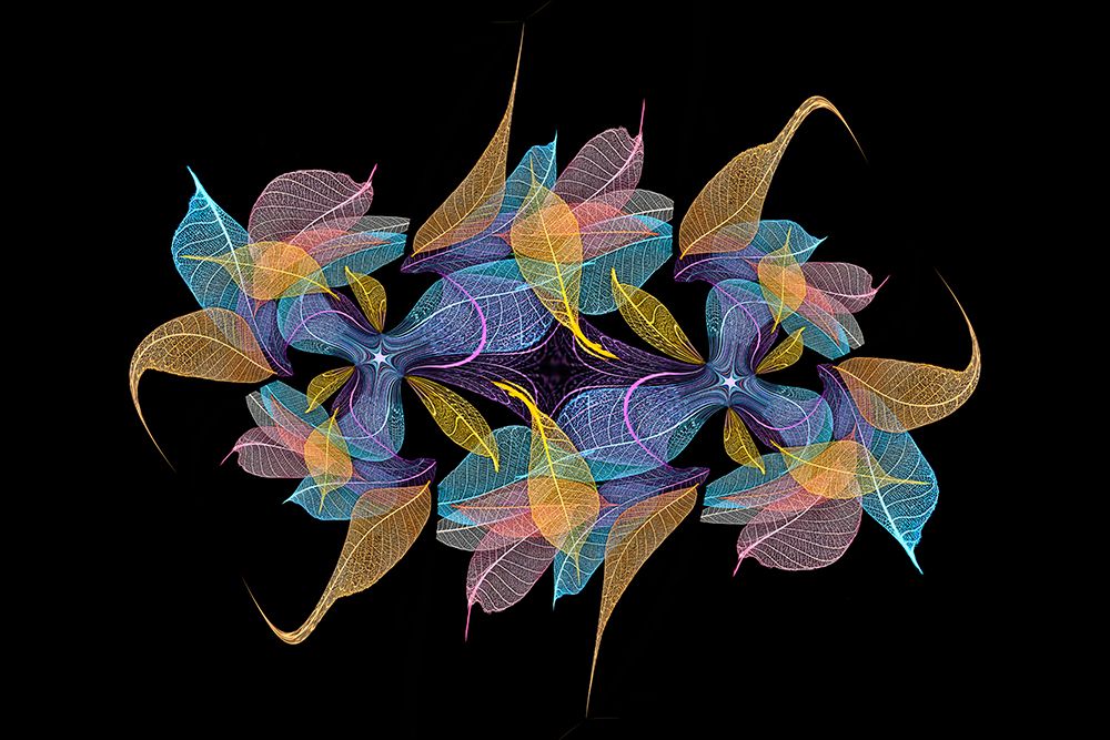 Multi-colored skeleton leaves arranged on black background art print by Adam Jones for $57.95 CAD