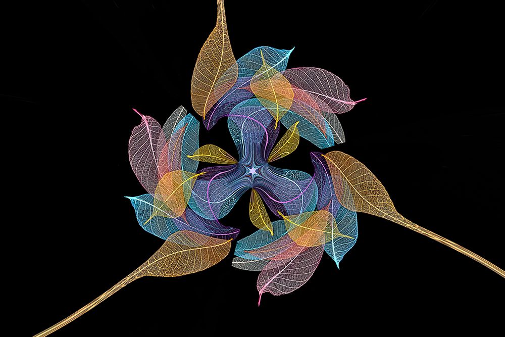 Multi-colored skeleton leaves arranged on black background art print by Adam Jones for $57.95 CAD