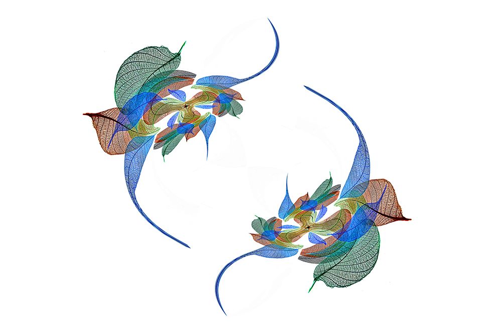 Multi-colored skeleton leaves arranged on white background art print by Adam Jones for $57.95 CAD
