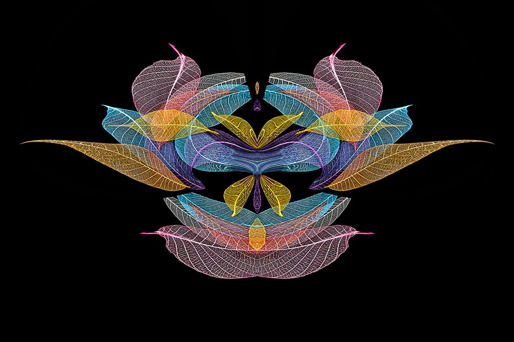 Multi-colored skeleton leaves arranged on black background art print by Adam Jones for $57.95 CAD