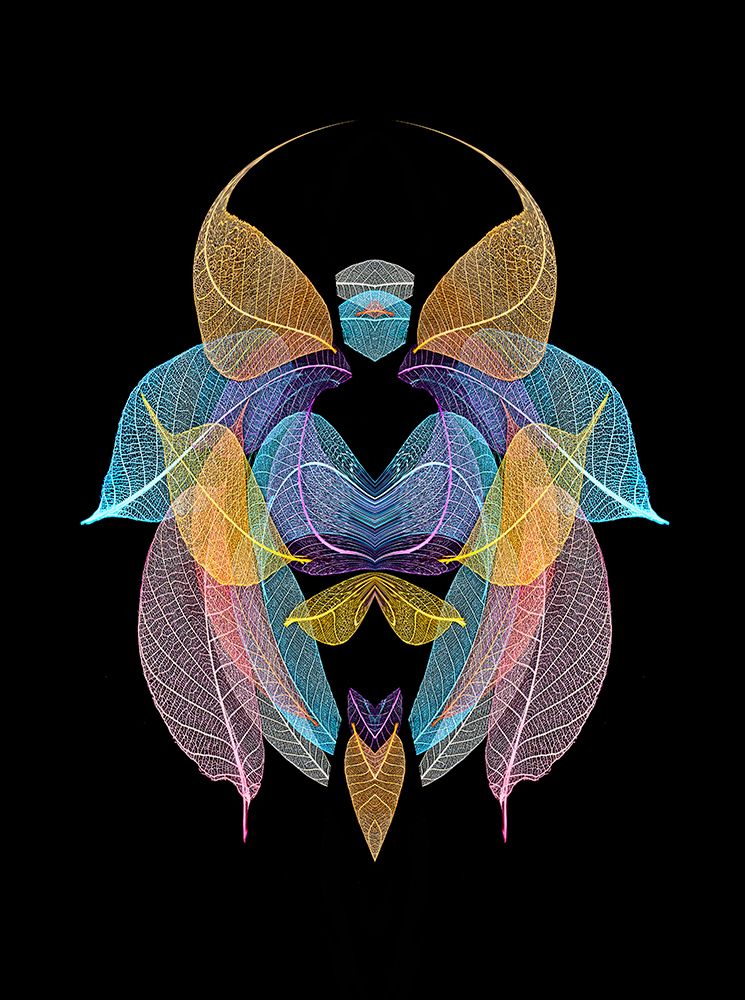 Multi-colored skeleton leaves arranged on black background art print by Adam Jones for $57.95 CAD