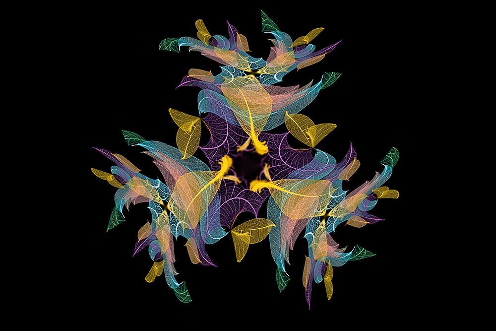 Multi-colored skeleton leaves arranged on black background art print by Adam Jones for $57.95 CAD