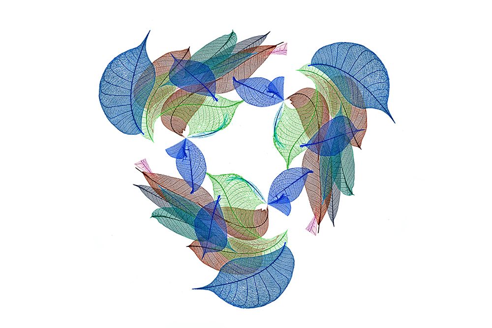 Multi-colored skeleton leaves arranged on white background art print by Adam Jones for $57.95 CAD