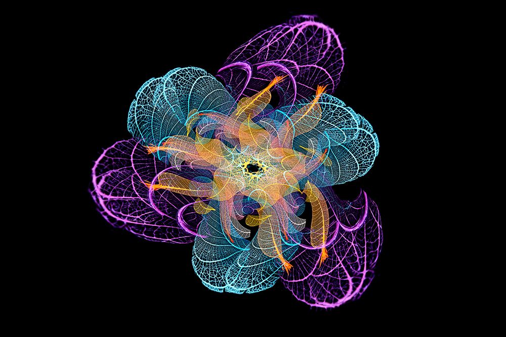 Multi-colored skeleton leaves arranged on black background art print by Adam Jones for $57.95 CAD