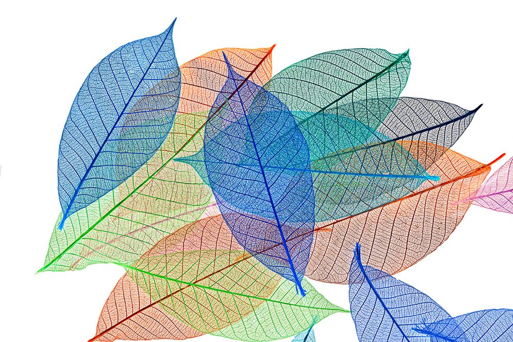 Multi-colored skeleton leaves arranged on white background art print by Adam Jones for $57.95 CAD