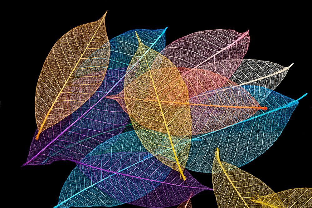 Multi-colored skeleton leaves arranged on black background art print by Adam Jones for $57.95 CAD