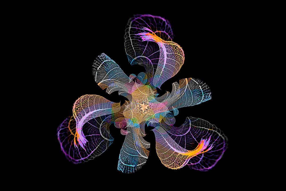 Multi-colored skeleton leaves arranged on black background art print by Adam Jones for $57.95 CAD