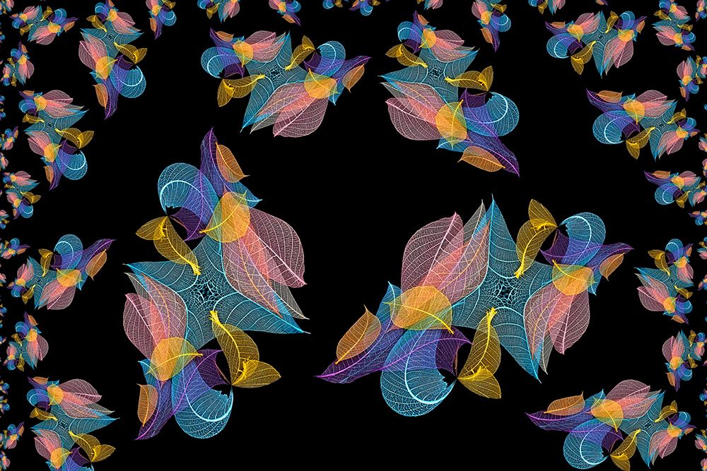 Multi-colored skeleton leaves arranged on black background art print by Adam Jones for $57.95 CAD