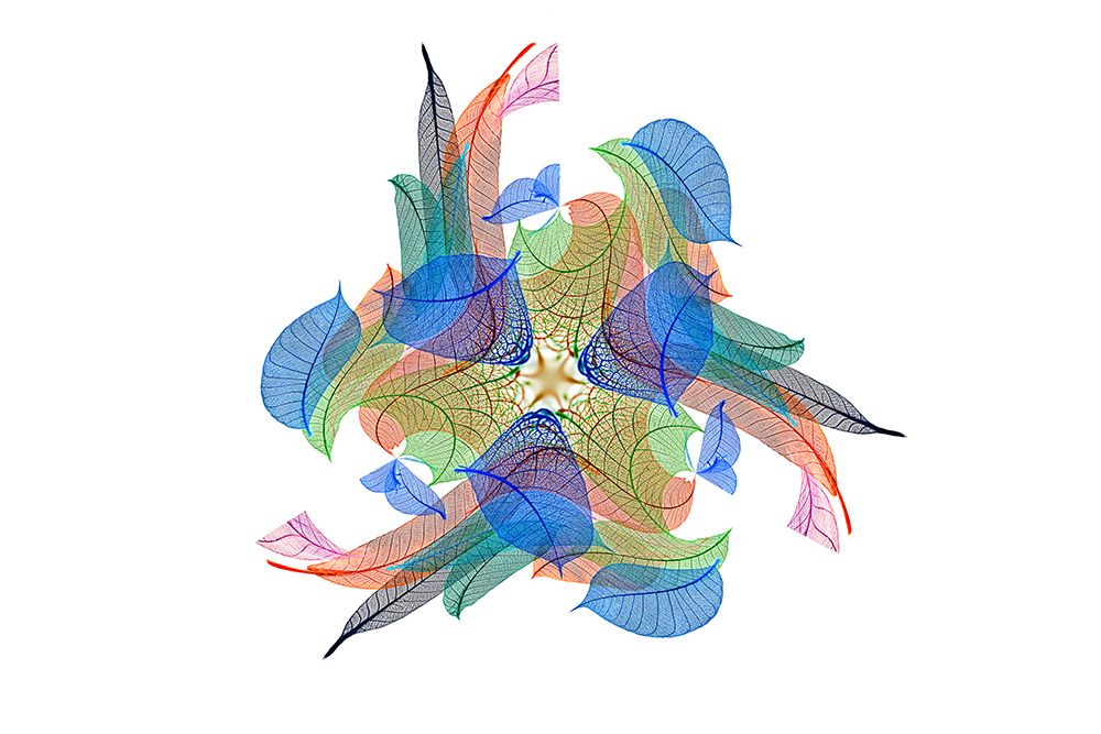 Multi-colored skeleton leaves arranged on white background art print by Adam Jones for $57.95 CAD