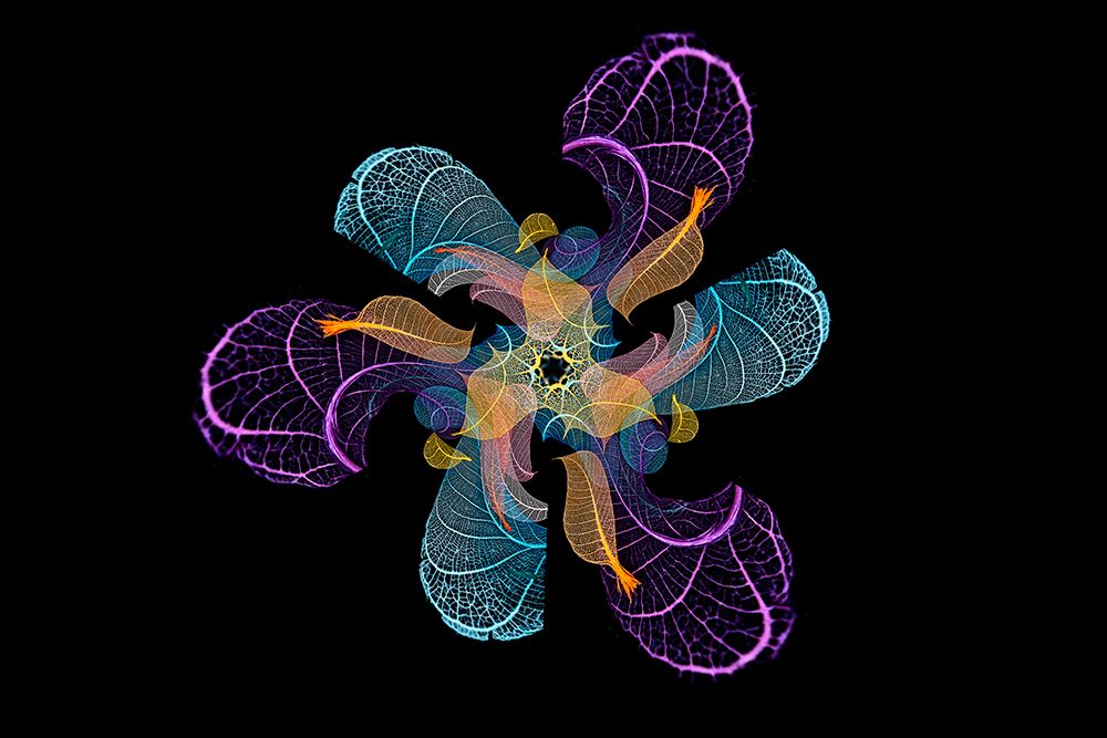 Multi-colored skeleton leaves arranged on black background art print by Adam Jones for $57.95 CAD
