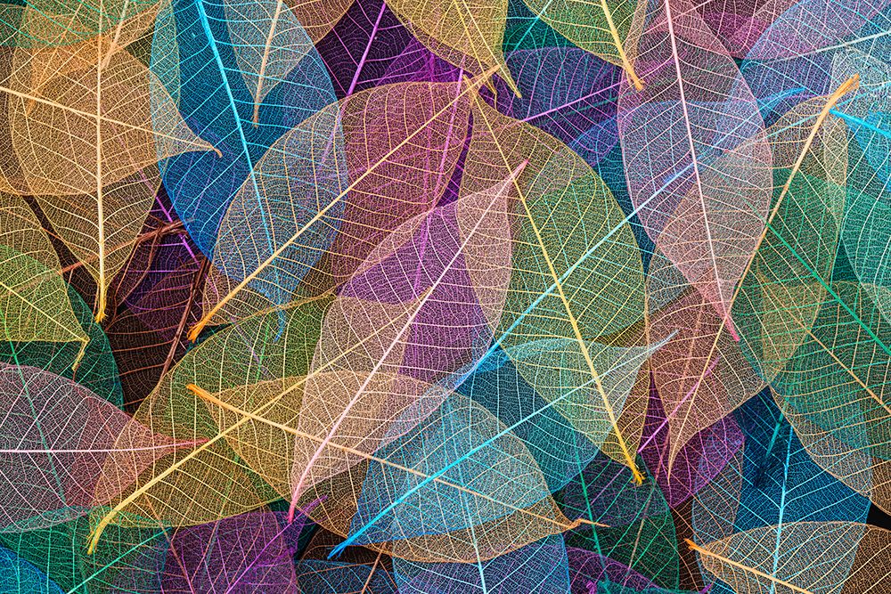 Multi-colored skeleton leaves arranged on black background art print by Adam Jones for $57.95 CAD