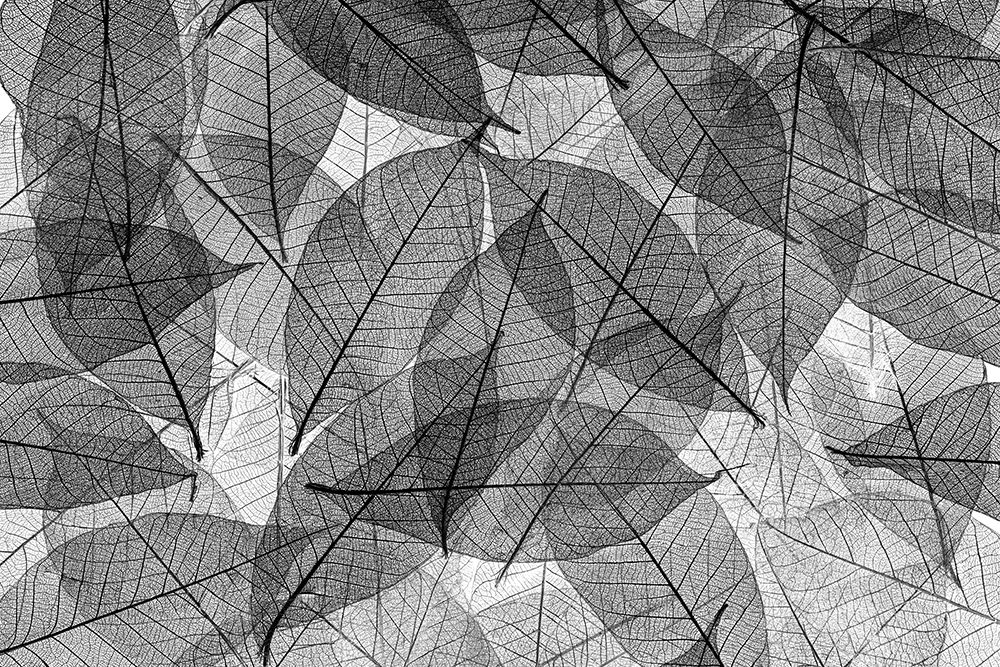 Black and white skeleton leaves arranged on black background art print by Adam Jones for $57.95 CAD