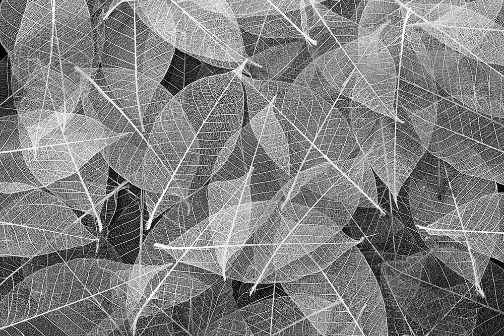 Black and white skeleton leaves arranged on black background art print by Adam Jones for $57.95 CAD