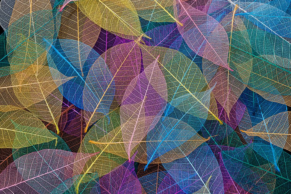 Multi-colored skeleton leaves arranged on black background art print by Adam Jones for $57.95 CAD