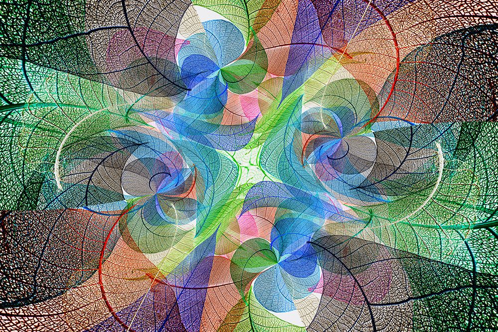 Multi-colored skeleton leaves arranged on white background art print by Adam Jones for $57.95 CAD